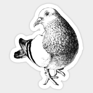 Feral Pigeon Animal Portrait Sticker